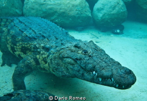 Croco, Nikon D90, 18mm - Natural light by Dario Romeo 
